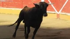 Desenjacojonamiento 2019 de los novillos de Hermanos Marcén. /SN
