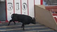Desenjacojonamiento 2019 de los novillos de Hermanos Marcén. /SN