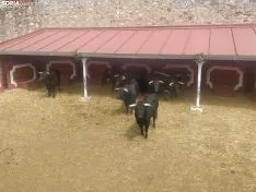 Nuevos baños en la plaza de toros. SN 