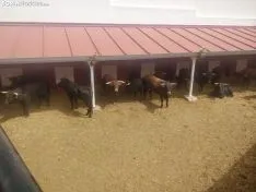 Nuevos baños en la plaza de toros. SN 