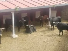 Nuevos baños en la plaza de toros. SN 