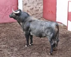 Novillos que se torearán el Sábado Agés. Tauroemoción 