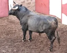 Novillos que se torearán el Sábado Agés. Tauroemoción 