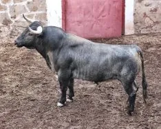 Novillos que se torearán el Sábado Agés. Tauroemoción 