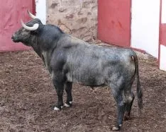 Novillos que se torearán el Sábado Agés. Tauroemoción 