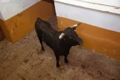 Viernes de Toros / María Ferrer 