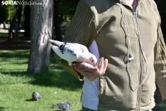 El soriano que susurraba a los pichones.
