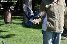 El soriano que susurraba a los pichones.