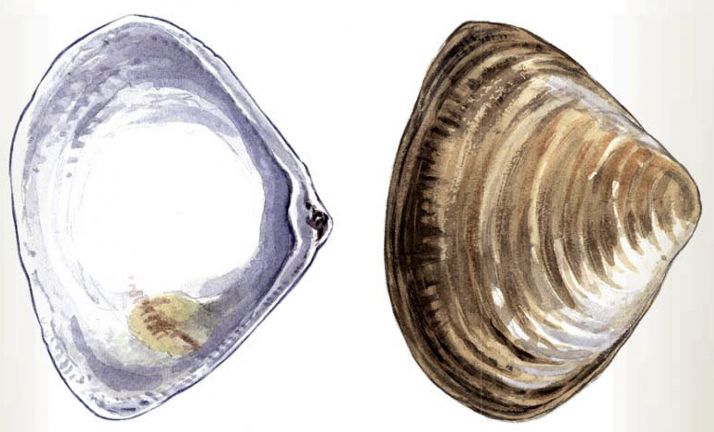 Comienzan los muestreos de almeja asiática en la cuenca del Ebro para vigilar la propagación de esta especie invasora