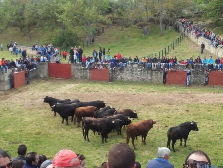 Novillos de San Juan 2014