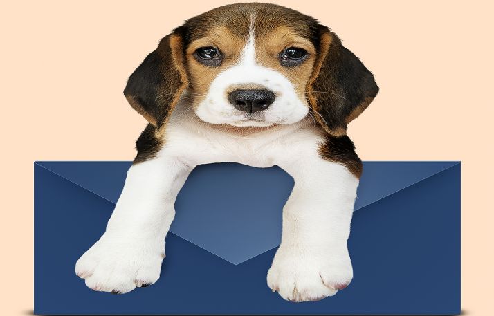 Correos propone a sus empleados que lleven sus mascotas al trabajo el viernes para aliviar la soledad, la depresión y el estrés