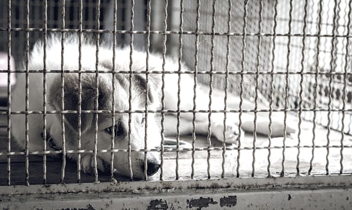 Curso sobre el maltrato animal en el Colegio de Veterinarios