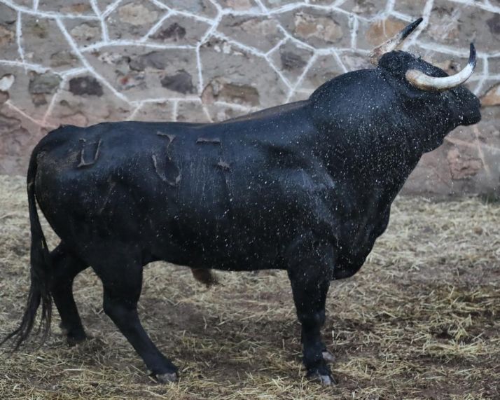 Los toros de Salvador Domecq para el cartel estrella de la feria taurina de Soria ya est&aacute;n en la plaza 