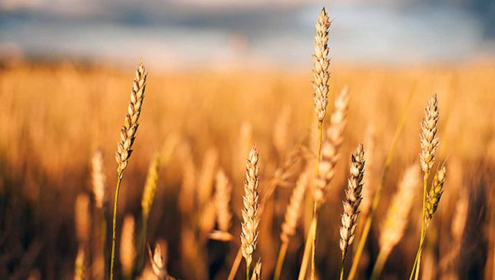 Agroseguro comenzará a peritar en Castilla y León la próxima semana, empezando por las provincias del suroeste, las más castigadas