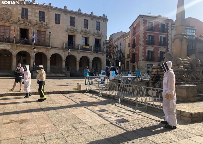 Avispas, invitadas no deseadas en el Miércoles El Pregón