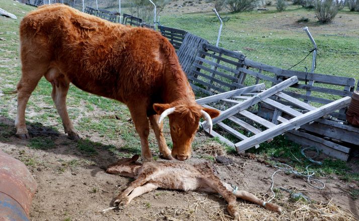 Una vaca observa a su ternero muerto por un lobo en El Barraco (Ávila). /Joaquín Terán