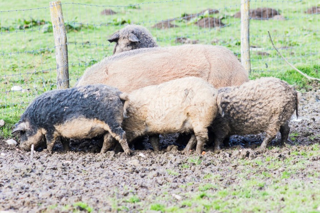 La Consejería de Aricultura y Ganadería destina 1,1 millones de euros para apoyar la calidad alimentaria reconocida