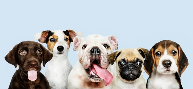 La segunda prueba de la Liga Nacional de Perros Detectores se realiza este fin de semana en &Aacute;greda