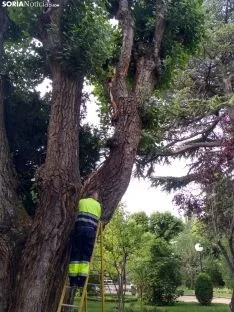 Foto 4 - Un rayo desgaja un olmo de La Dehesa