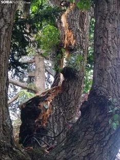 Foto 5 - Un rayo desgaja un olmo de La Dehesa