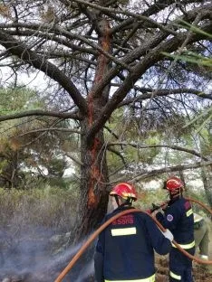 El pino donde caía el rayo en Fuensaúco. /Ayto.