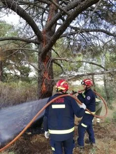 El pino donde caía el rayo en Fuensaúco. /Ayto.