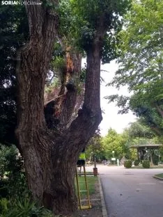 Foto 3 - Un rayo desgaja un olmo de La Dehesa