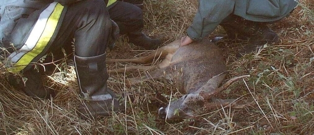 Soria, la tercera provincia de la Comunidad con más accidentes de tráfico por animales
