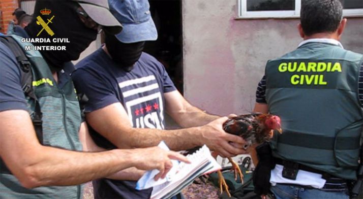 Una de las aves incautadas en el operativo. /GC