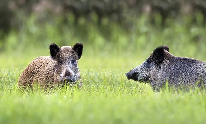 Dos jabalíes en estado salvaje. 