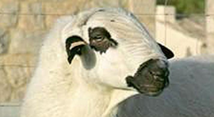 Un reproductor de ojalada soriana