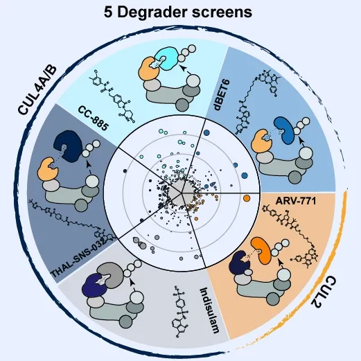   	  Chemical structures of the screened degraders, hijacked ubiquitin E3 ligases, and targets. Results of the resistance screens are represented as circles in the middle © CeMM