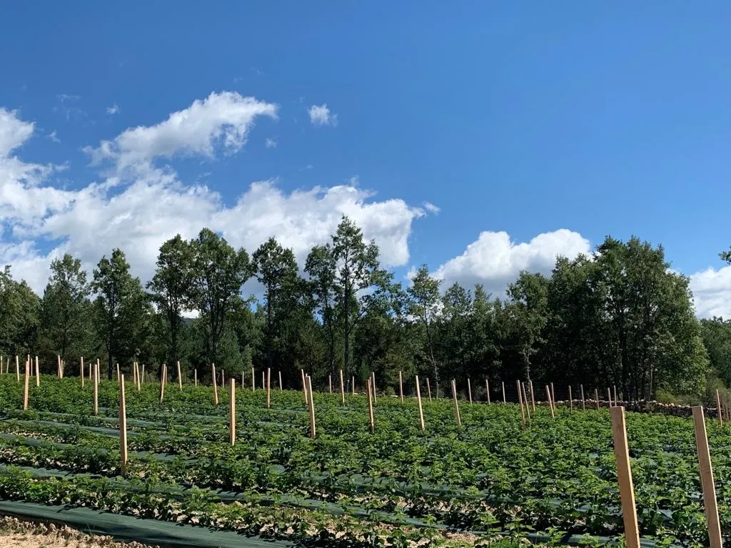 El presidente de la Diputación, Benito Serrano, ha visitado hoy las primeras cinco hectáreas de frambuesa que comienzan a dar sus frutos gracias al proyecto impulsado por ASFOSO. Diputación de Soria