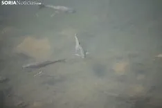 Travesía a Nado de la Laguna Negra 2019.
