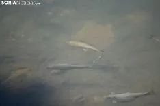 Travesía a Nado de la Laguna Negra 2019.