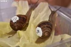 38ª Carrera de Caracoles de Peroniel del Campo.