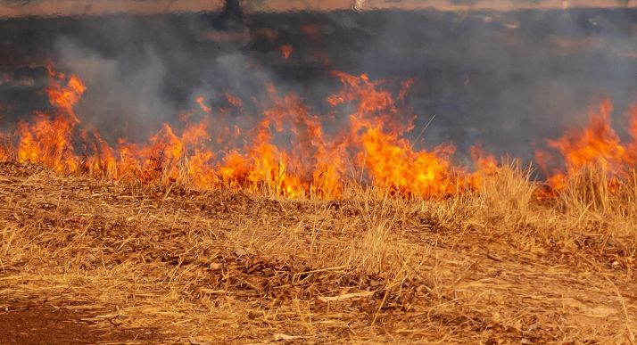Arden 1,4 hectáreas de cereal en Cardejón