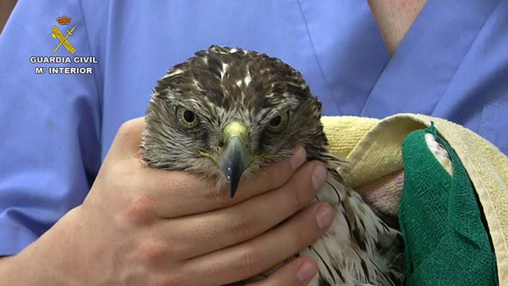 Una rapaz recuperada por el Seprona. /GC