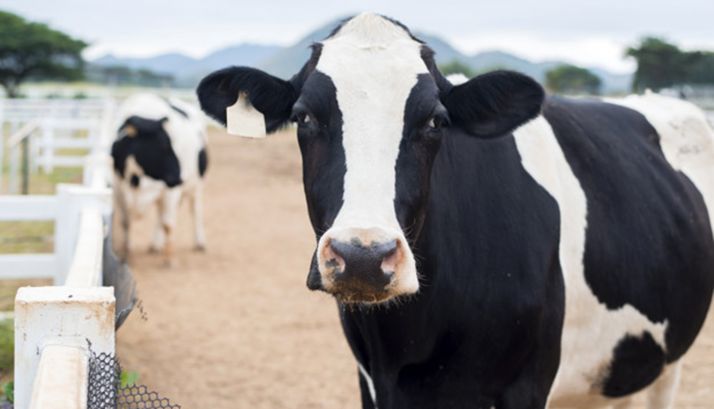 Un error en la tramitación obstaculiza la vaquería de Noviercas