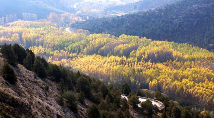 ¿Sabrías decir cuántos árboles tiene la provincia de Soria?