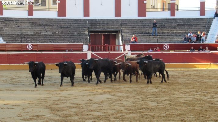 El IV Galardón Orgullo Taurino-Ciudad de Soria recala en las manos de José Miguel Arroyo Delgado, Joselito