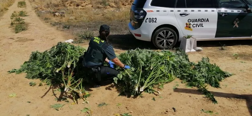 Marihuana en Almazán. Guardia civil.