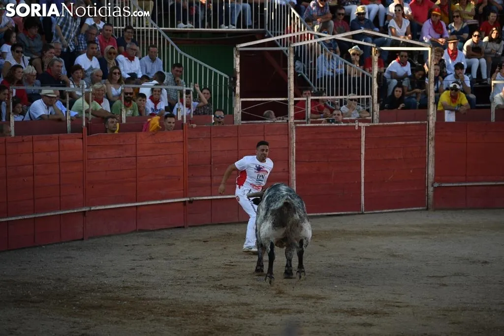 Foto 11 - Concurso de recortadores en las fiestas de &Aacute;greda
