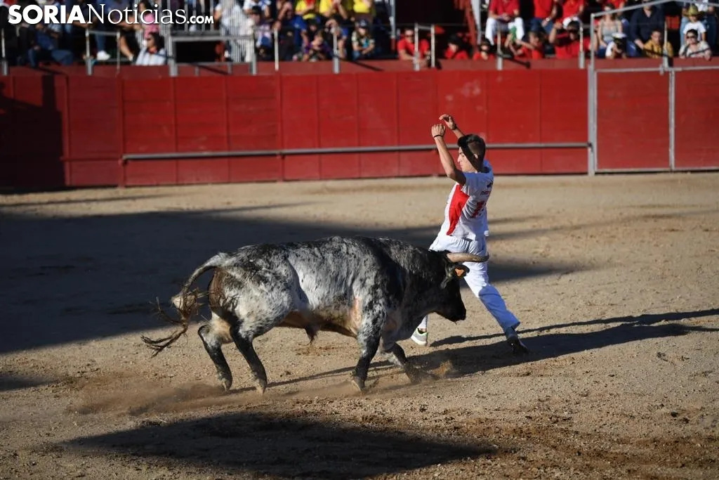 Foto 9 - Concurso de recortadores en las fiestas de &Aacute;greda