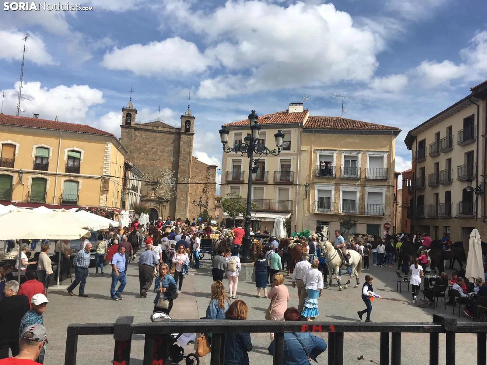 Trashumancia de vacas en Ágreda.