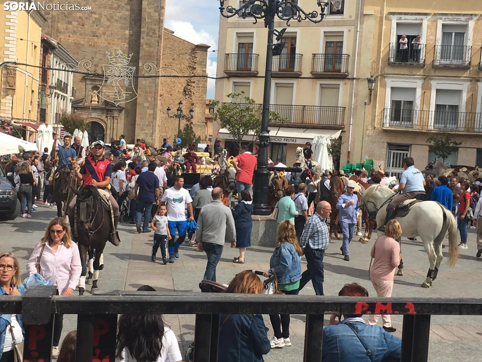 Trashumancia de vacas en Ágreda.