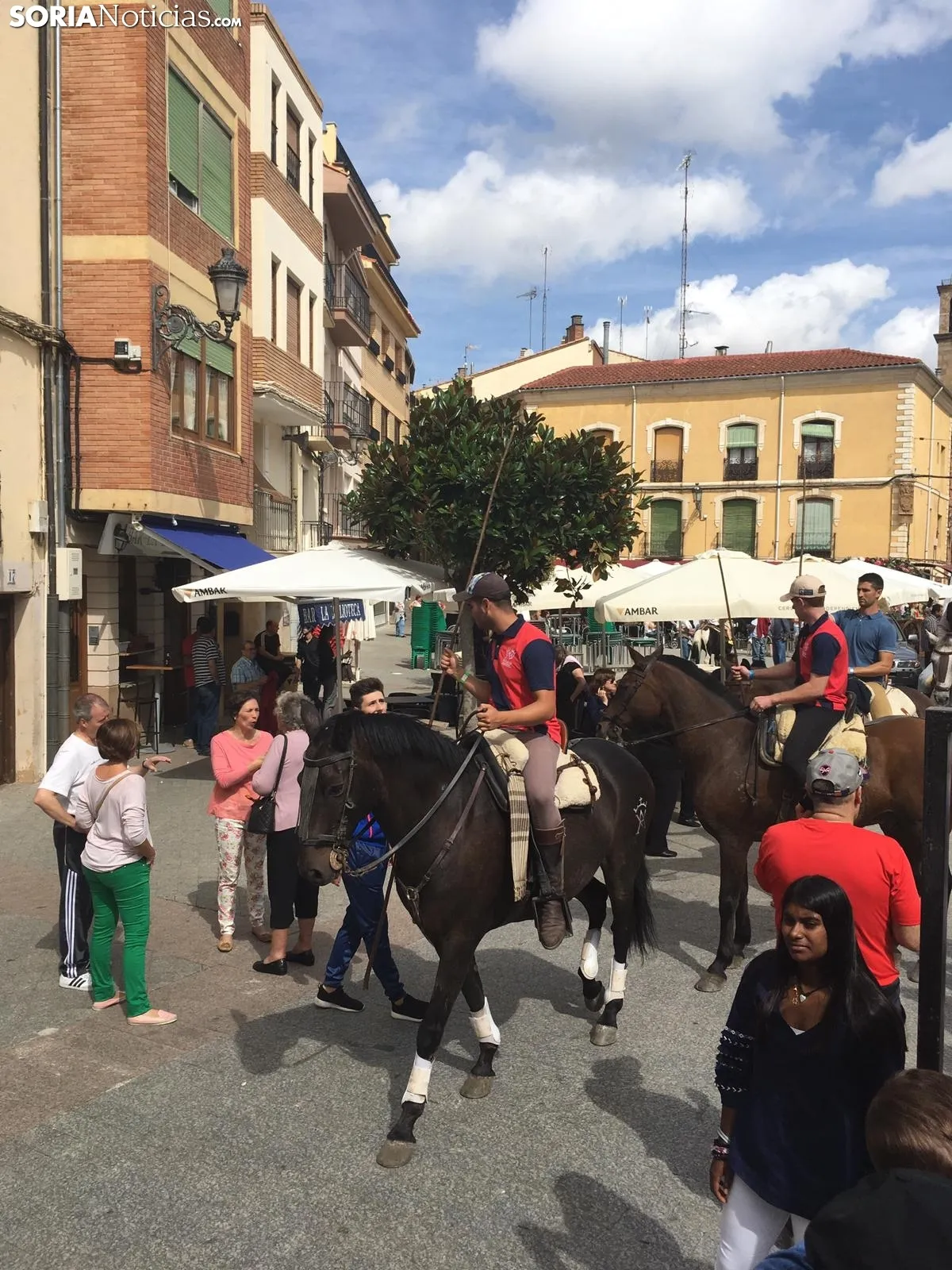 Trashumancia de vacas en Ágreda.