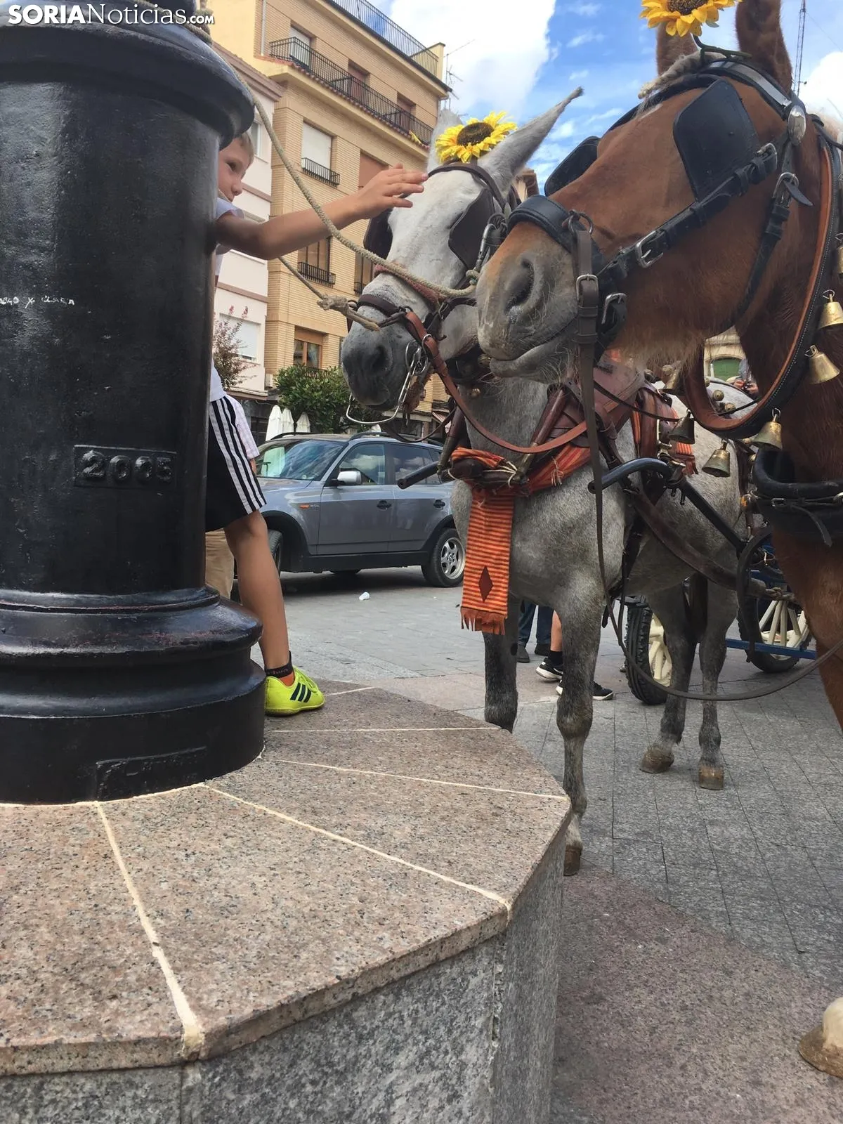 Trashumancia de vacas en Ágreda.