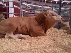 Inauguración de la XI Feria Ganadera de Soria. Freddy Gabriel