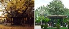 2010 Tras 400 años Soria `jubiló´ a su árbol de la música. 20 años después, la ciudad recuperó el templete respetando el aspecto original dek instalado antes de la Guerra Civil. fotos: sanz azcárate/sn